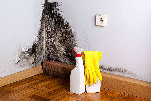 Best Water Damage & Mold Remediation  in Windcrest, TX